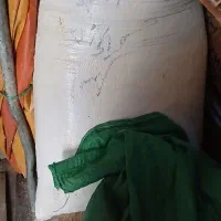 اکوته‌یک‌کیسه بزرگ