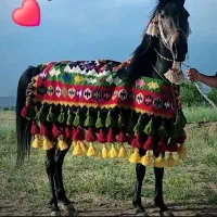حراج جل کردی اسب