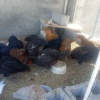 فروش مرغ و خروس