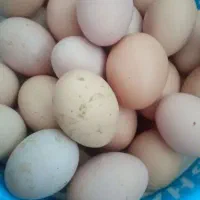تخم مرغ تازه تازه ۱۲ تومان