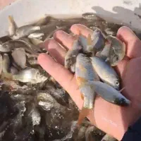 بچه ماهی کپور با ضریب رشد دو برابر