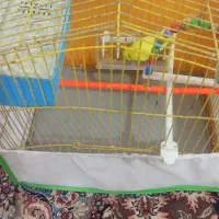 پرنده|پرنده|چناران, |دیوار