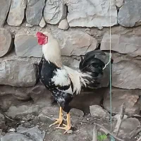 خروس دورگ. ده ماهه