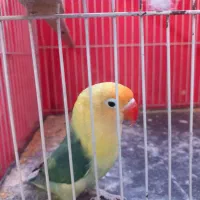 پرنده|پرنده|گلبهار, نوبهار|دیوار