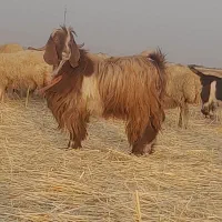بزقاله نر