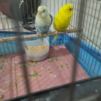 یک جفت مرغ عشق مولد همراه  یک عدد جوجه