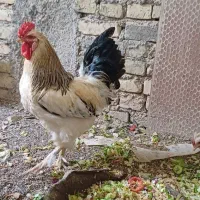 خروس ۱ ساله دورگ برهما