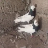 کفتر