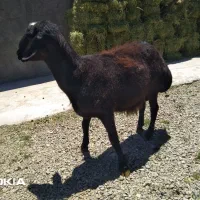 قوچ
