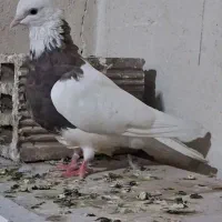 آگهی.رو بخون