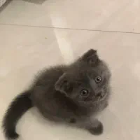 بچه گربه اسکاتیش رایگان