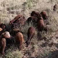 فروش ۱۲ رس بر ماده قزل افشار