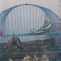 فروش عروس هلندی نروماده