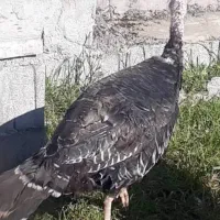 بوقلمون ماده