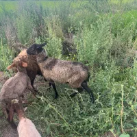 گوسفند رومانوف رومانف رمانوف