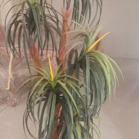 درخچه مصنوعی خارجی نخل