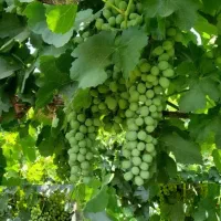 غوره|خوردنی و آشامیدنی|اسلامآباد غرب, |دیوار