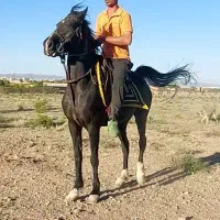 اسب مادیان عرب مشکی زغالی