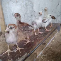 جوجه لاری اصیل