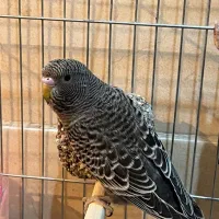 مرغ عشق بلک فیس،بلک وینگ(معاوضه با ردچیک)|پرنده|یزد, |دیوار