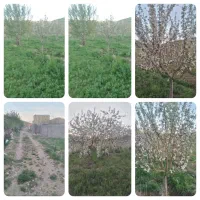 فروش-باغ-سرسبز
