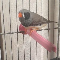 فنچ جوان. نر|پرنده|قزوین, |دیوار