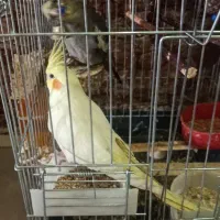 پرنده