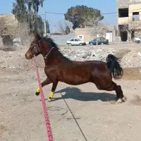 کره مادیون کرد
