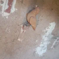 کفتر|پرنده|زرند, |دیوار