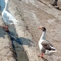 قوقاز بزرگ
