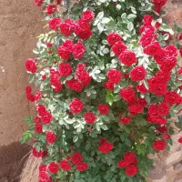 یک نفر شریک برای قطه شوی