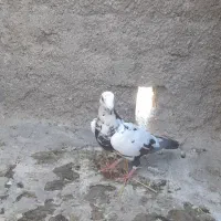 کفتر
