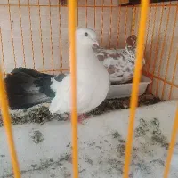 کبوتر