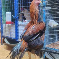 خروس و مرغ لاری