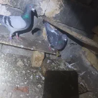 کبوتر