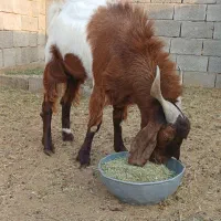 نری فروشی، چپشت، گوسفند، بز