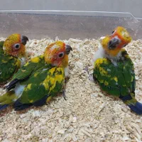 جوجه طوطی خورشیدی