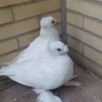 کفتر نقش