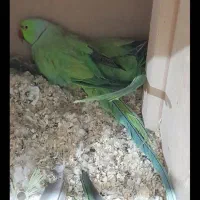 طوطی ملنگو جفت