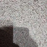 عدس دیم مغان