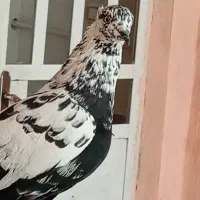 کبوتر|پرنده|مریوان, |دیوار