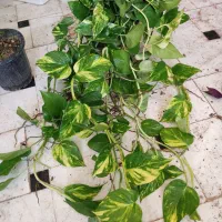 پتوس چماغی و آویز پر