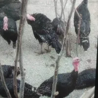 بوقلمون