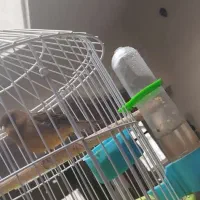 قناری رنگ شتری