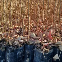 فروش نهال پسته یکساله