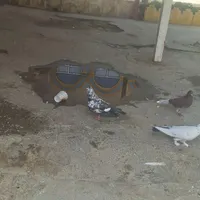 دوستان نرغریب گیرمال هرعزیزی هست بیادببره|حیوانات|نهاوند, |دیوار