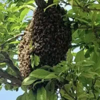 خریدار فروش بچه زنبور و پاک سازی از روی درخت