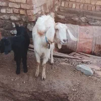 بره ماده‌وبز‌زایده