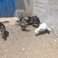 بوقلمون نر و ماده
