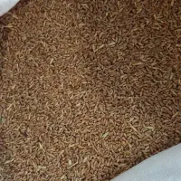 گندم قرمز محلی مخلوط کبوتری و تمام دانه ها دان مرغ